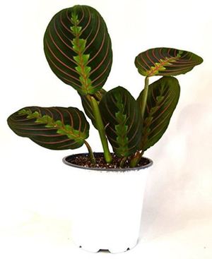 Red Maranta